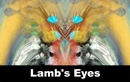 Lambs Eyes